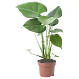 afbeelding van planten